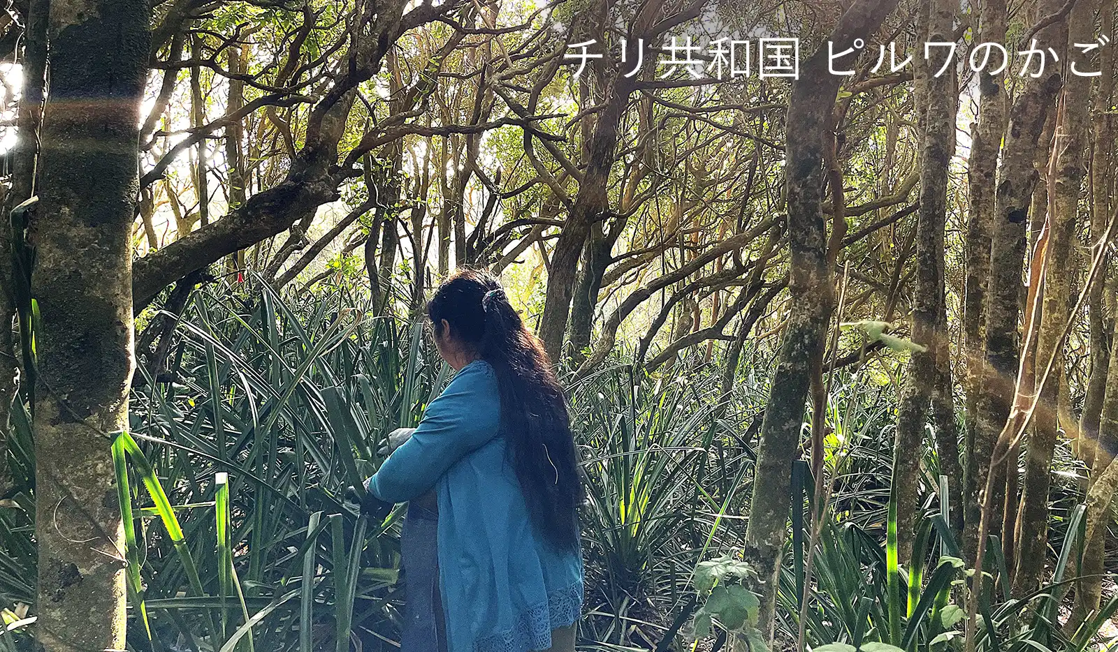 中南米のかご｜世界のかご カゴアミドリ