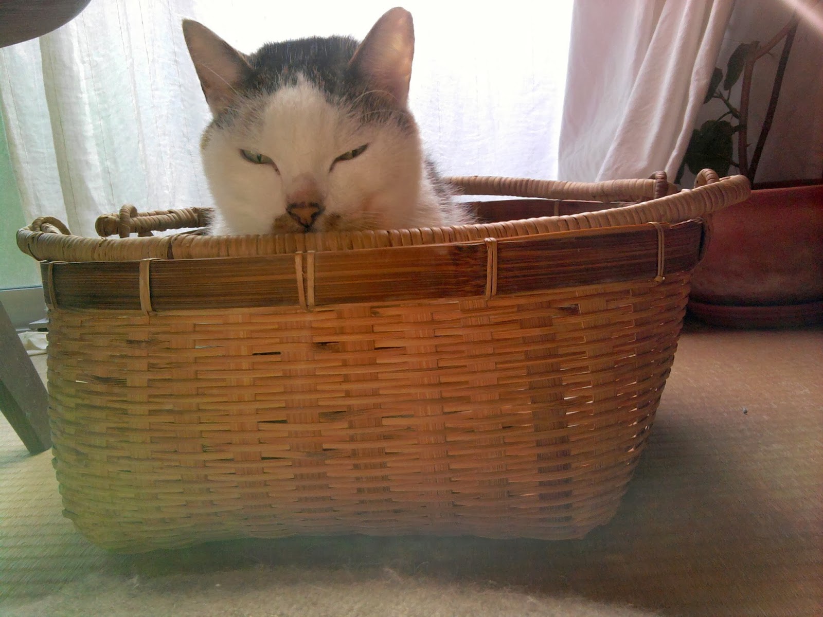 かご猫 やることリストメモ 二匹かご 有名なブランド 二匹かご