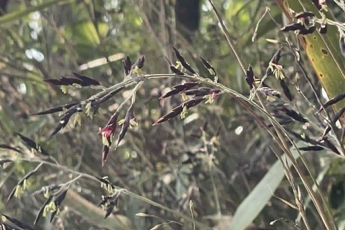 120年に一度の「スズタケ」の一斉開花